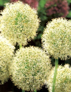 Menu Colossal Allium Collection -Holland Bulb Farms 81128 colossal allium 3