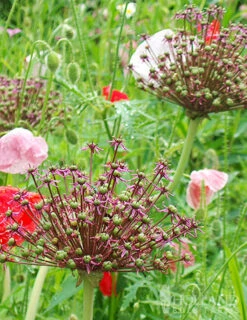 Menu Beginner Allium Collection -Holland Bulb Farms 81134 allium atropurpureum