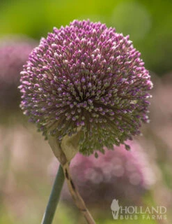 Menu Beginner Allium Collection -Holland Bulb Farms 81135 summer drummer allium 11