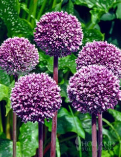 Menu Beginner Allium Collection -Holland Bulb Farms 81135 summer drummer allium