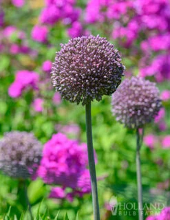Menu Beginner Allium Collection -Holland Bulb Farms 81135 summer drummer allium 6