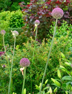 Menu Beginner Allium Collection -Holland Bulb Farms 81135 summer drummer allium 8