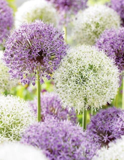 Menu Big And Sensational Allium Collection 23 Menu Big And Sensational Allium Collection -Holland Bulb Farms 81139 big impact allium