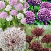Menu Beginner Allium Collection -Holland Bulb Farms 81140 beginner allium collection 2