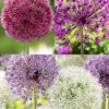 Menu Big And Sensational Allium Collection -Holland Bulb Farms 81141 big and sensational allium collection