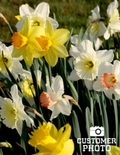 Menu Simple Deer Resistant Garden Collection -Holland Bulb Farms 82100 mixed daffodils 2 2