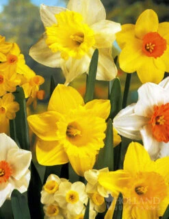 Menu Simple Deer Resistant Garden Collection -Holland Bulb Farms 82100 mixed daffodils 4