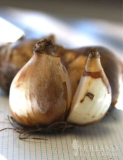 Menu Celebrate Spring Blend -Holland Bulb Farms 82101 tete a tete daffodils 2