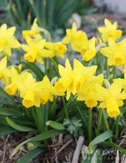 Menu Bright And Sunny Yellow Collection -Holland Bulb Farms 82101 tete a tete daffodils