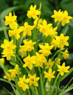 Menu Celebrate Spring Blend -Holland Bulb Farms 82101 tete a tete daffodils 3 1