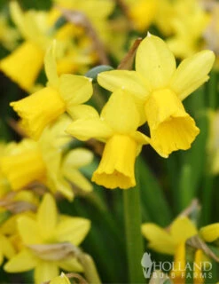 Menu Celebrate Spring Blend -Holland Bulb Farms 82101 tete a tete daffodils 4 1