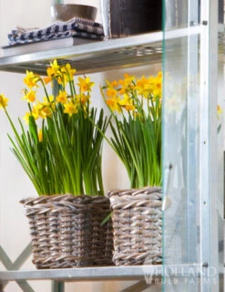 Menu Celebrate Spring Blend -Holland Bulb Farms 82101 tete a tete daffodils 5 1