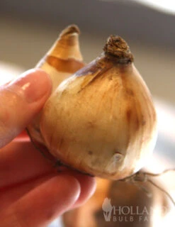 Menu Dwarf Rock Garden Daffodil Collection -Holland Bulb Farms 82103 jetfire daffodil jumbo pack 2