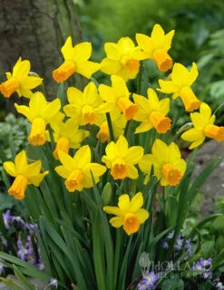 Menu Dwarf Rock Garden Daffodil Collection -Holland Bulb Farms 82103 jetfire daffodil jumbo pack