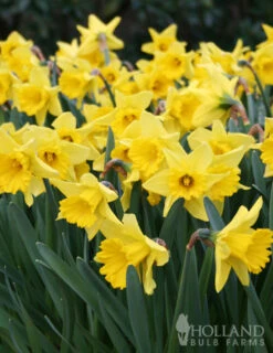 Menu Classic Beauty Spring Collection -Holland Bulb Farms 82108 dutch master daffodil 2