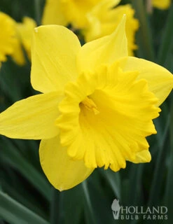 Menu Classic Beauty Spring Collection -Holland Bulb Farms 82108 dutch master daffodil