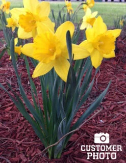 Menu Classic Beauty Spring Collection -Holland Bulb Farms 82108 dutch master daffodil 4