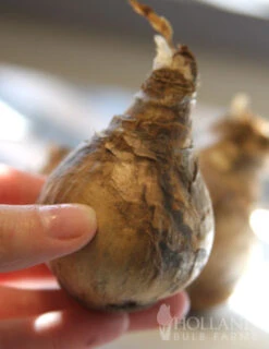 Menu Gipsy's Delight Collection -Holland Bulb Farms 82110 mount hood daffodil 2