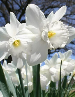 Menu Gipsy's Delight Collection -Holland Bulb Farms 82110 mount hood daffodil