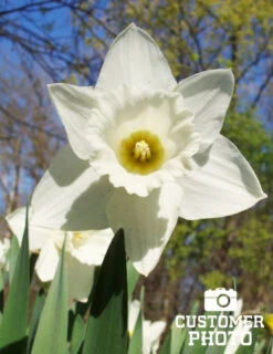 Menu Gipsy's Delight Collection -Holland Bulb Farms 82110 mount hood daffodil 3