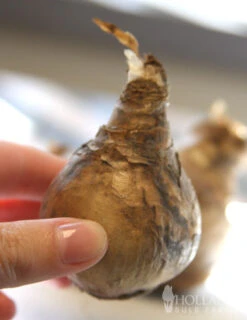 Menu Naturalizing Fall Bulb Collection -Holland Bulb Farms 82114 carlton daffodil 2 1