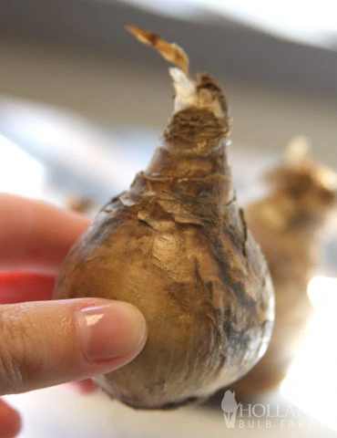 Menu Mid Spring Blooms Collection 5 Menu Mid Spring Blooms Collection - Image 3