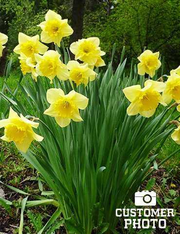 Menu Beginner Daffodil Collection 8 Menu Beginner Daffodil Collection - Image 6