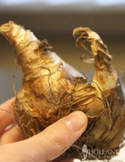 Menu Pink Daffodil Collection -Holland Bulb Farms 82117 pink charm daffodil 2 1