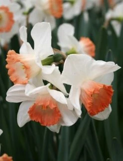 Menu Pink Tulip & Daffodil Collection -Holland Bulb Farms 82117 pink charm daffodil