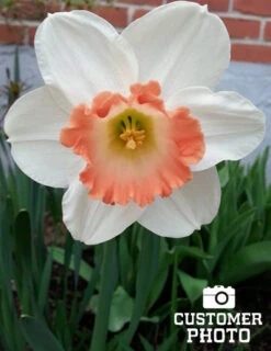 Menu Pink Tulip & Daffodil Collection -Holland Bulb Farms 82117 pink charm daffodil 3