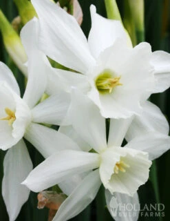 Menu All Spring Blooms Of Fragrant And Cut Flowers -Holland Bulb Farms 82121 thalia daffodil 2 1