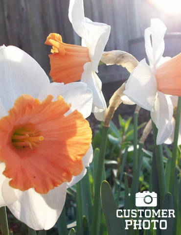 Menu Beginner Daffodil Collection 13 Menu Beginner Daffodil Collection - Image 11