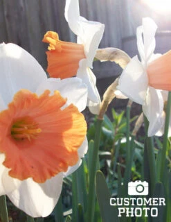 Menu Border Of Blooms Collection -Holland Bulb Farms 82122 accent daffodil 2 2