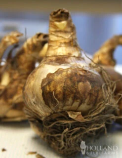 Menu Border Of Blooms Collection -Holland Bulb Farms 82122 accent daffodil 3 2