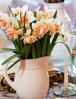 Menu Double Daffodil Collection 24 Menu Double Daffodil Collection -Holland Bulb Farms 82125 my story daffodil 2