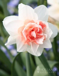 Menu Double Daffodil Collection 22 Menu Double Daffodil Collection -Holland Bulb Farms 82125 my story double daffodil