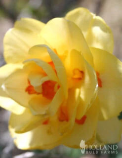 Menu Double Daffodil And Tulip Collection -Holland Bulb Farms 82126 tahiti daffodil 2