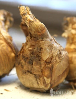 Menu Double Daffodil And Tulip Collection -Holland Bulb Farms 82126 tahiti daffodil 3