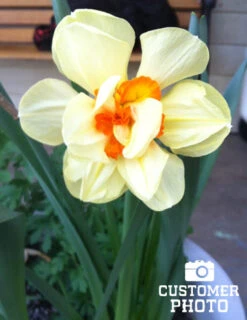 Menu Double Daffodil And Tulip Collection -Holland Bulb Farms 82126 tahiti daffodil 4