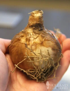 Menu Fragrant Mix Collection -Holland Bulb Farms 82128 bridal crown daffodil 2 2