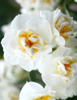 Menu Fragrant Mix Collection -Holland Bulb Farms 82128 bridal crown daffodil 3