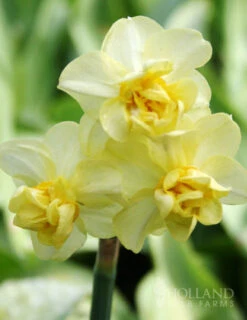 Menu Deer Resistant Spring Blooming Garden -Holland Bulb Farms 82132 yellow cheerfulness daffodils
