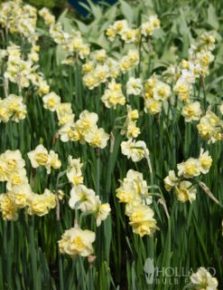 Menu Deer Resistant Spring Blooming Garden -Holland Bulb Farms 82132 yellow cheerfulness daffodils 3
