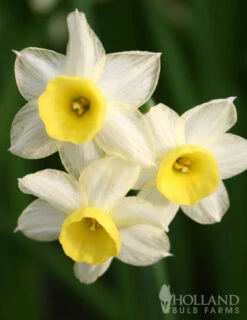 Menu Small Wonders Garden Collection -Holland Bulb Farms 82139 minnow rock garden daffodil 2 2