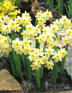 Menu Dwarf Rock Garden Daffodil Collection -Holland Bulb Farms 82139 minnow rock garden daffodil