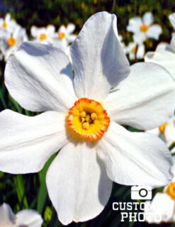 Menu All Spring Blooming Daffodil & Tulip Collection -Holland Bulb Farms 82140 pheasants eye daffodi 3