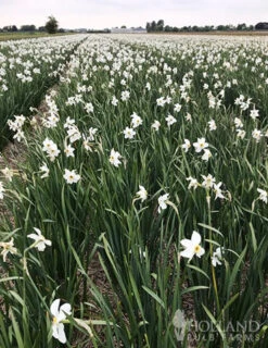 Menu All Spring Blooming Daffodil & Tulip Collection -Holland Bulb Farms 82140 pheasants eye daffodil