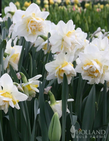 Menu Double Daffodil Collection 11 Menu Double Daffodil Collection - Image 9