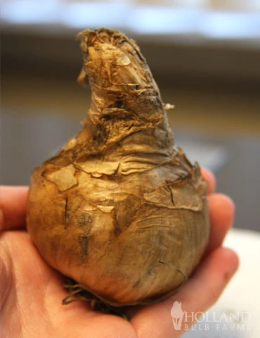 Menu Double Daffodil Collection 12 Menu Double Daffodil Collection - Image 10