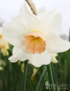 Menu Bells And Blue Duo Collection -Holland Bulb Farms 82143 bell song daffodil 2